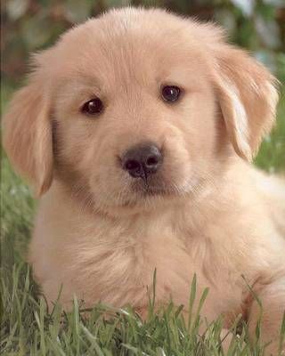 puppy_love001_golden_retriever.jpg puppy_love001_golden_retriever.jpg