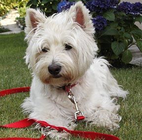 westie.jpg westie.jpg