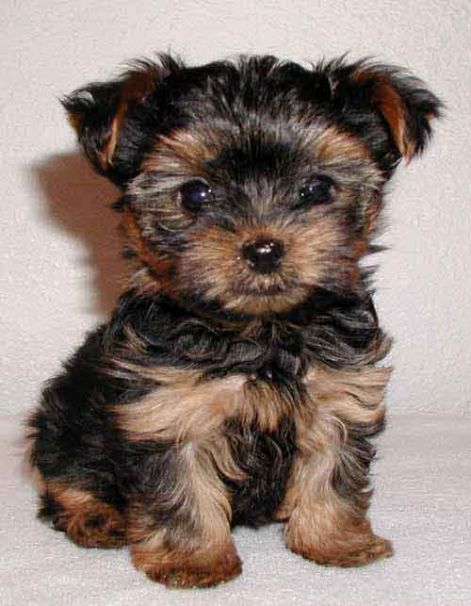 yorkie-yorkshire-terrier-puppy.jpg yorkie-yorkshire-terrier-puppy.jpg